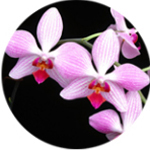 Цветущая орхидея